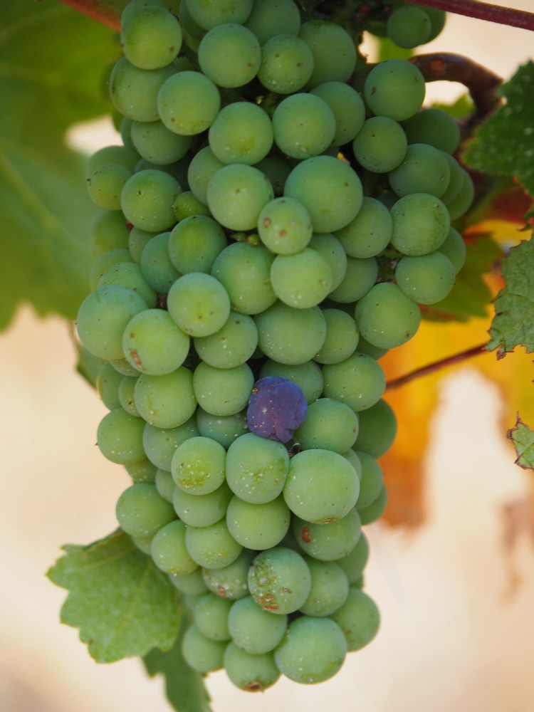 Margaret River - Cape Mentelle Wines