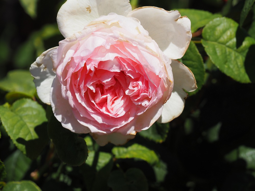 Margaret River - Food and Drink - Voyager Estate