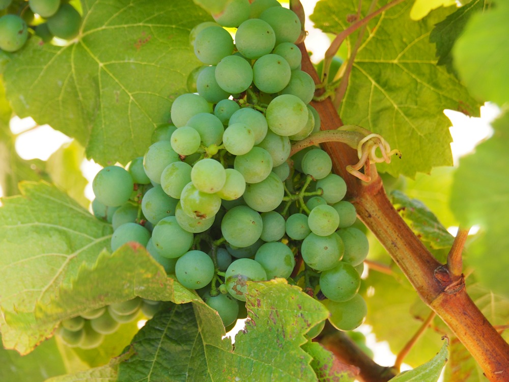 Margaret River - Food and Drink - Voyager Estate